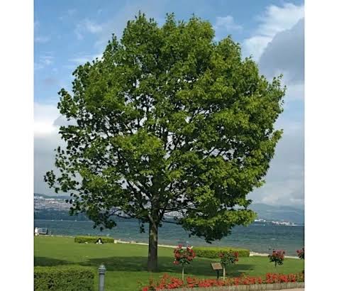 Sadnice Srebrni Javor (Acer sacharinum)