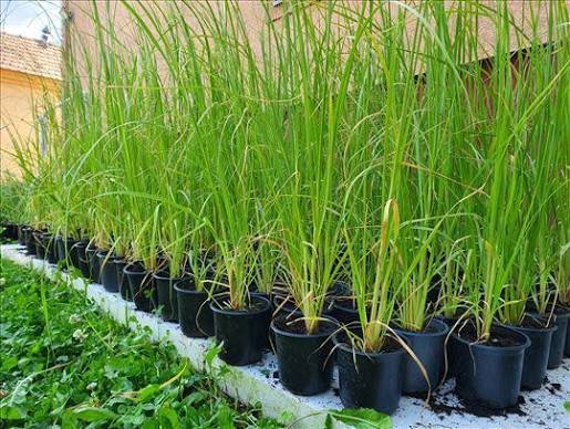 images Sadnica Pampas trave beli