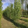 Sadnice Jablan (Populus nigra' italika')