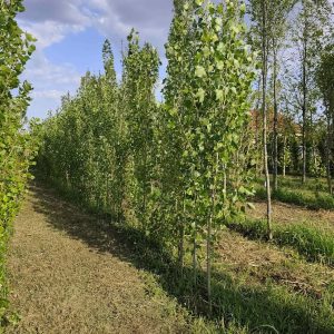 Sadnice Jablan (Populus nigra' italika')
