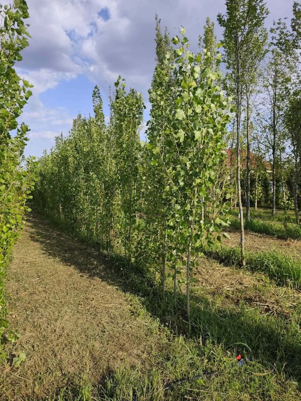 Sadnice Jablan (Populus nigra' italika')