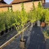 Sadnice Zimzeleni Ligustrum / Kalina