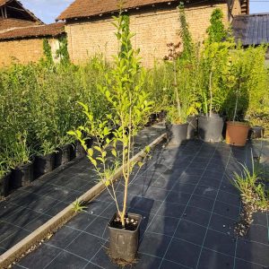 Sadnice Zimzeleni Ligustrum / Kalina
