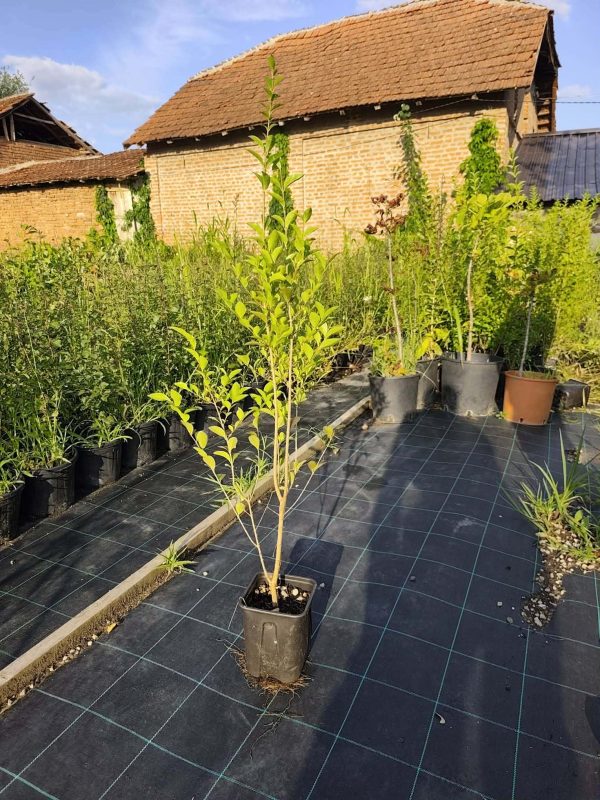 Sadnice Zimzeleni Ligustrum / Kalina