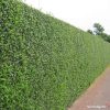 Sadnice Zimzeleni Ligustrum / Kalina
