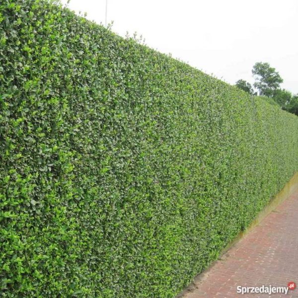 Sadnice Zimzeleni Ligustrum / Kalina