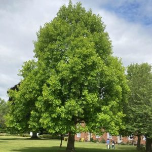 Liriodendron Lale Drvo (Liriodendron tulipifera)