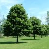 Krupnolisna Lipa (Tilia platyphyllos)