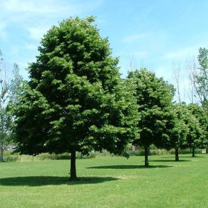 Krupnolisna Lipa (Tilia platyphyllos)