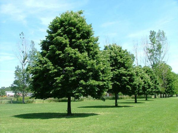 Krupnolisna Lipa (Tilia platyphyllos)