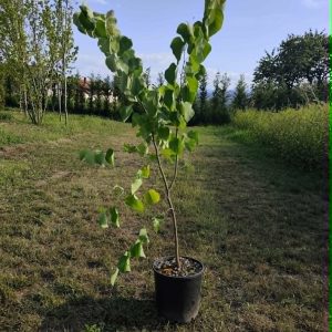 Judino drvo (Cercis siliquastrum)