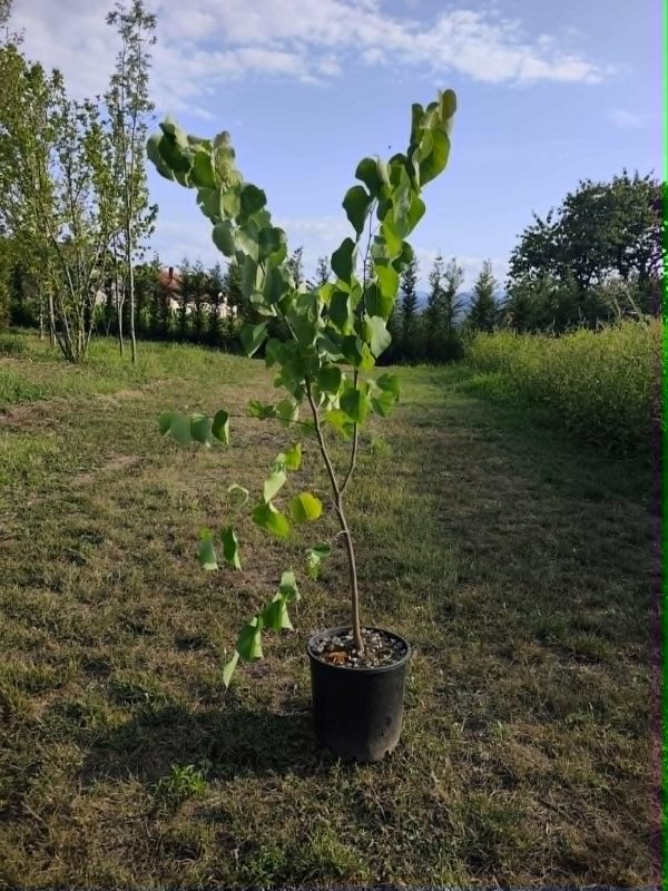 Judino drvo (Cercis siliquastrum)