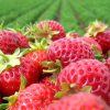 nc_strawberry_season Stalnorađajuća Jagoda Albion