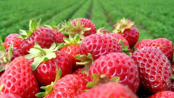 nc_strawberry_season Stalnorađajuća Jagoda Albion