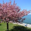 Sadnice Japanska tresnja Kanzan(Prunus serulata kanzan)