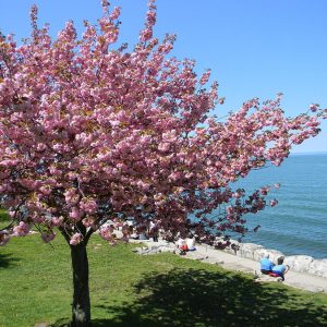 Sadnice Japanska tresnja Kanzan(Prunus serulata kanzan)