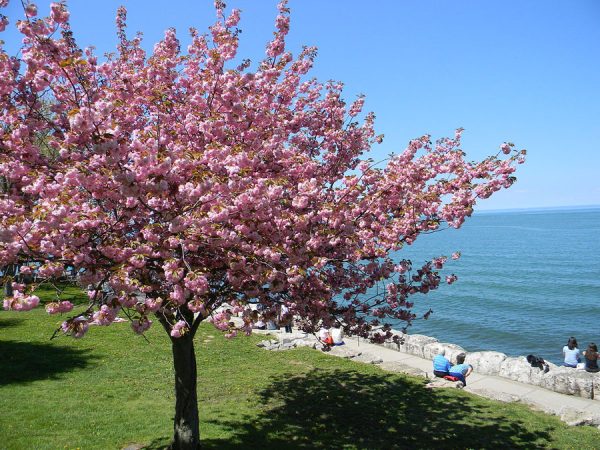 Sadnice Japanska tresnja Kanzan(Prunus serulata kanzan)