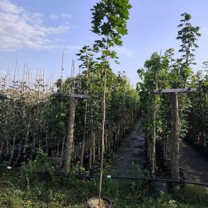 Sadnice Javor Mleč (acer platanoides)
