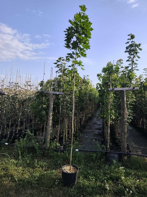 Sadnice Javor Mleč (acer platanoides)