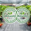 sadnice jagoda Stalnoradjajuca Jagoda PREMIUM