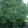 Divlja tresnja (Prunus avium)