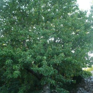 Divlja tresnja (Prunus avium)