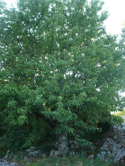Divlja tresnja (Prunus avium)