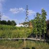 sadnice Klen (acer campestre)