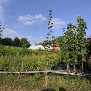 sadnice Klen (acer campestre)
