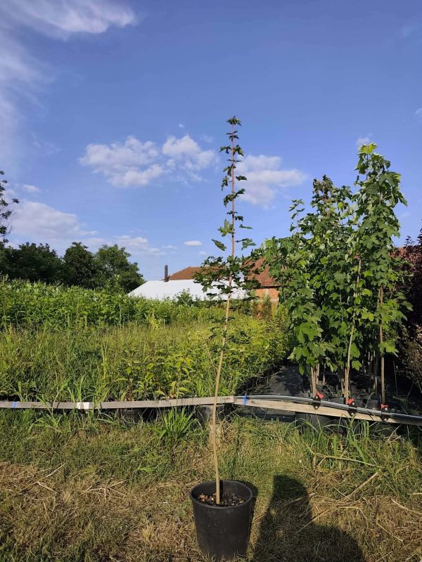 sadnice Klen (acer campestre)