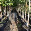 Sadnice Bela breza (Betula alba)300cm