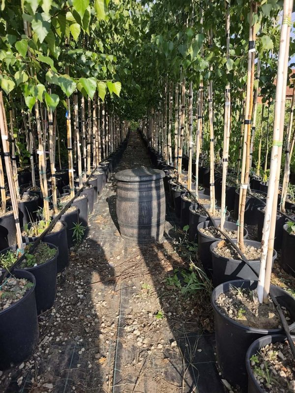 Sadnice Bela breza (Betula alba)300cm